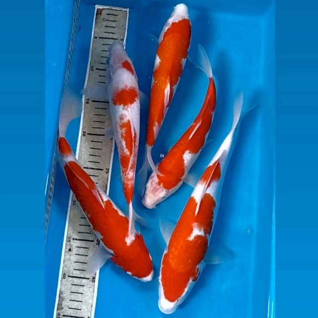 Paket 5 ekor kohaku, 25 - 31 cm