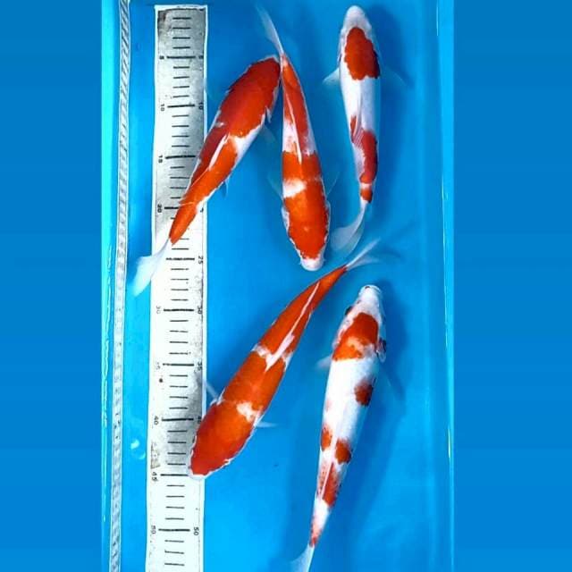 Paket 5 ekor "kohaku, 24-28 cm"