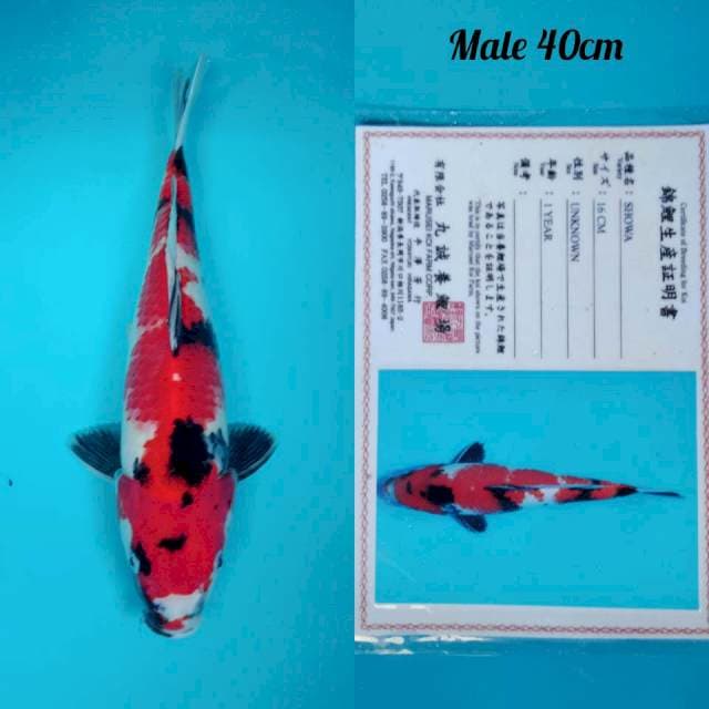Showa marusei 40cm jantan