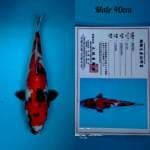 Showa marusei 40cm jantan 