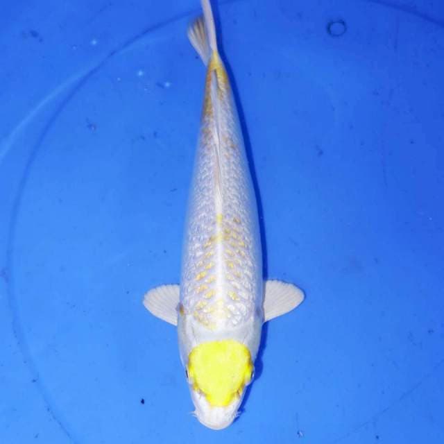 LEMON TANCHO HARIWAKE 32cm