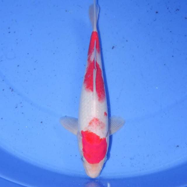 KOHAKU