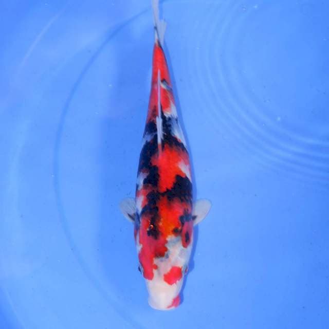 KINDAI SHOWA ABSTRAK 30cm