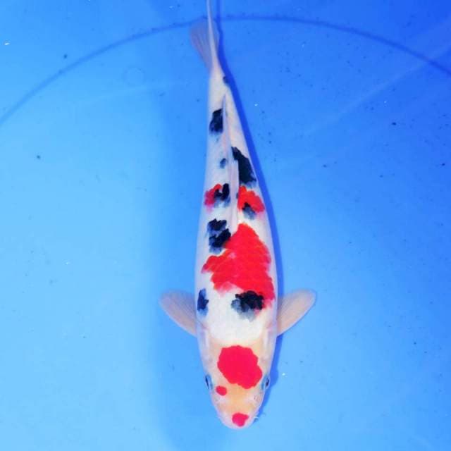 SANKE TSUBOSUMI 