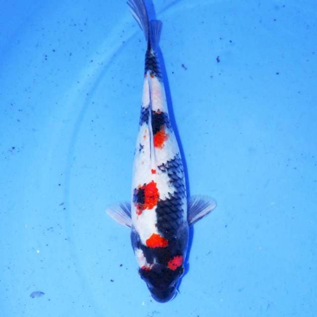 TSUBOSUMI SHOWA ORI
