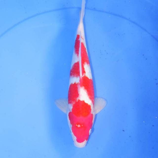 KOHAKU INAZUMA ORI