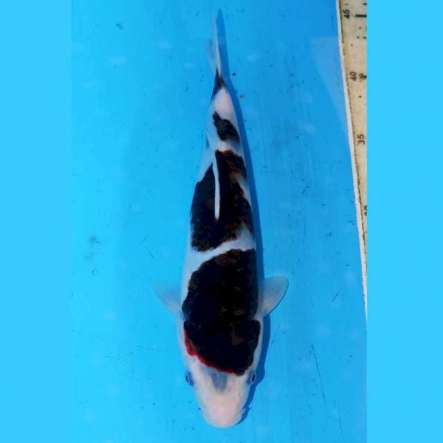 BLACK KURAI KOROMO