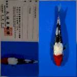 Ginrin Tancho showa marusei