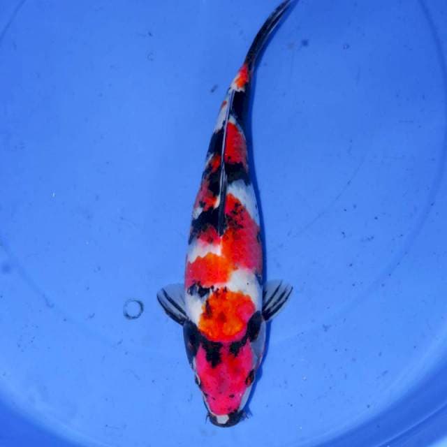 SANSHOKU SHOWA 32cm