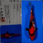 Showa marusei 