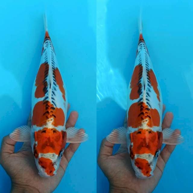 Doitsu kujaku gendut 32+cm