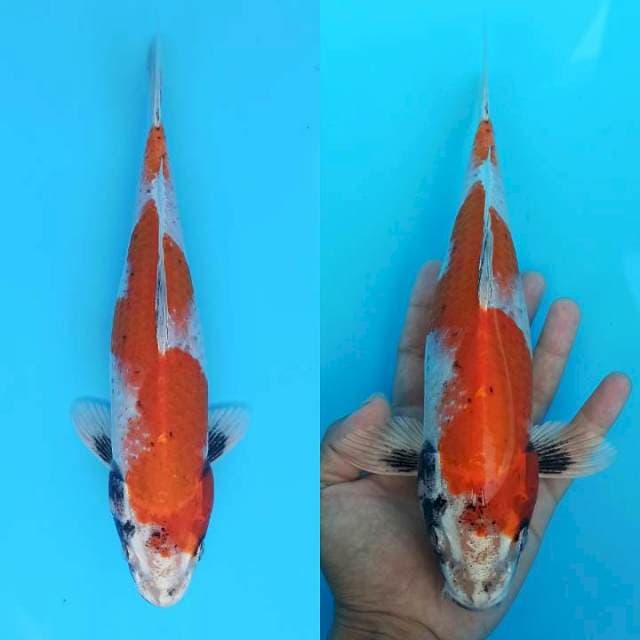 Beni matsukawabake 29cm