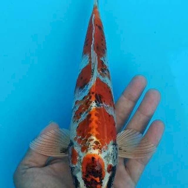 Maruten benu gingga matsukawa antik 26cm