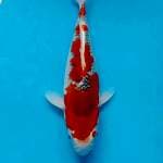 35bu super strong goshiki bulky...merah merona..!!