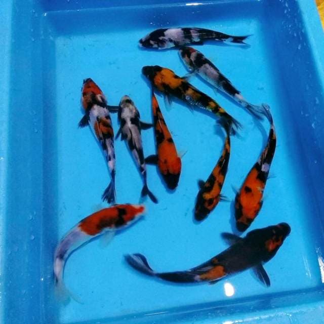 Mix tester kolam