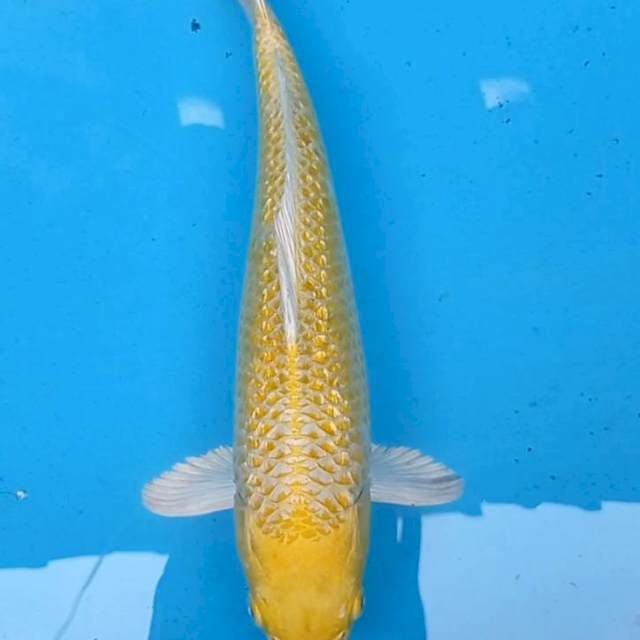 Ogon 34cm