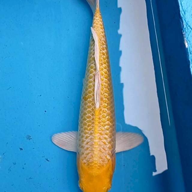 Ogon 35cm