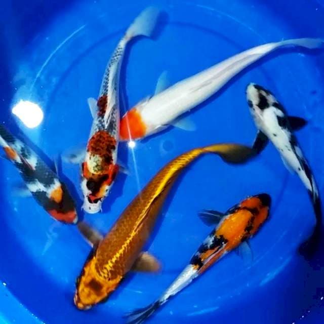 Mix 24-33cm 6 ekor