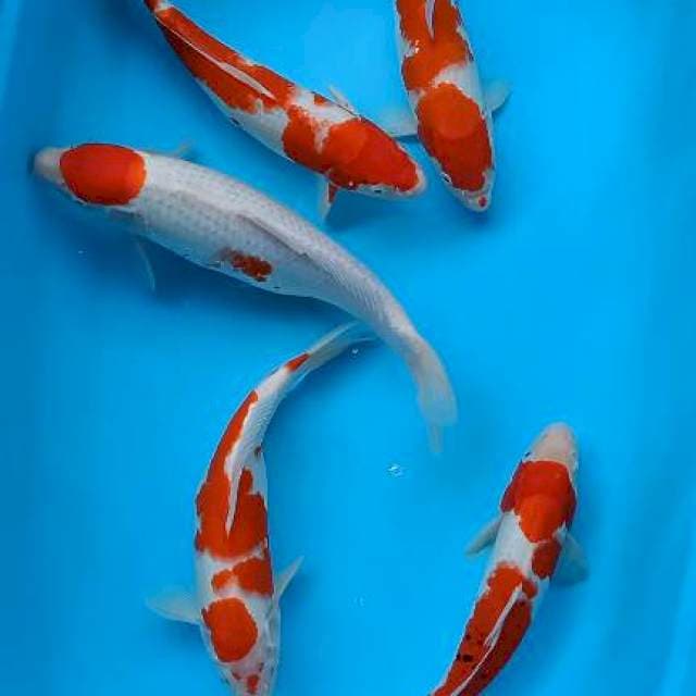 Kohaku 32-33-33-38cm