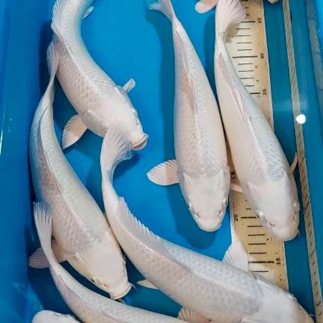 PLATINUM BERPUNUK BULKY 30-33 CM 8 EKOR