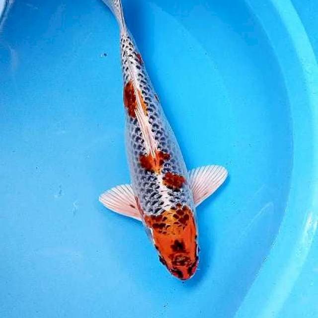 Kujaku 33 cm
