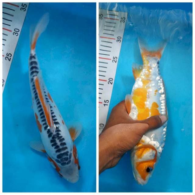 Shusui male 30 cm