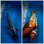 Shusui male 30 cm