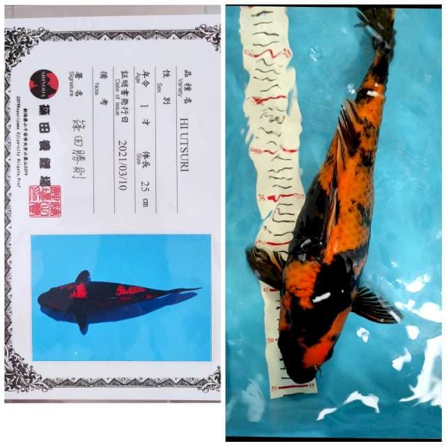 Shinoda Hi Utsuri punuk
