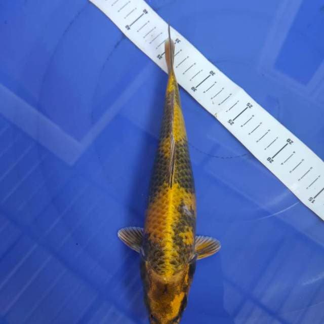 Kin ki utsuri 26cm
