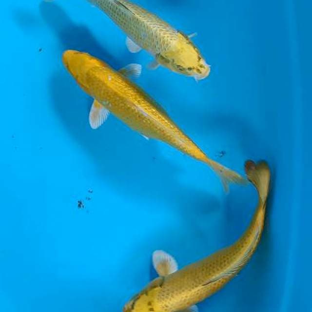 Yamabuki 30-32-32cm