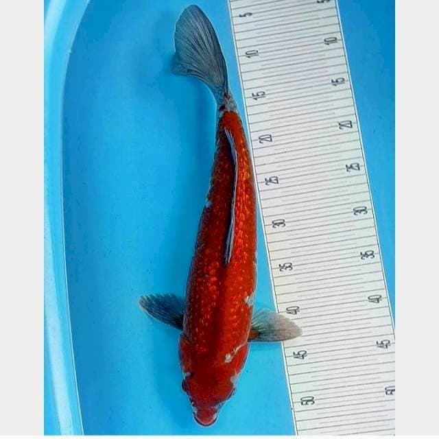 Gindrin 45CM