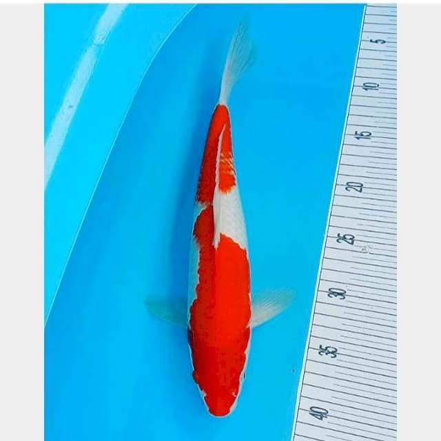 Kohaku 35CM