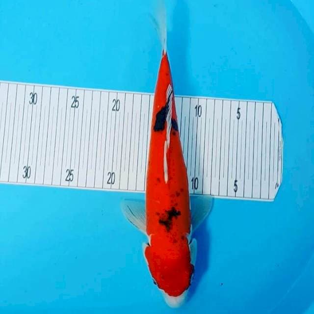 Doitsu Murni 35CM