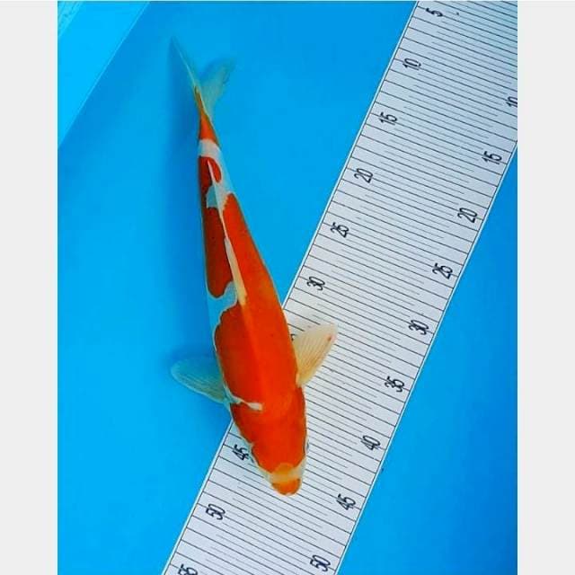 Doitsu 35CM