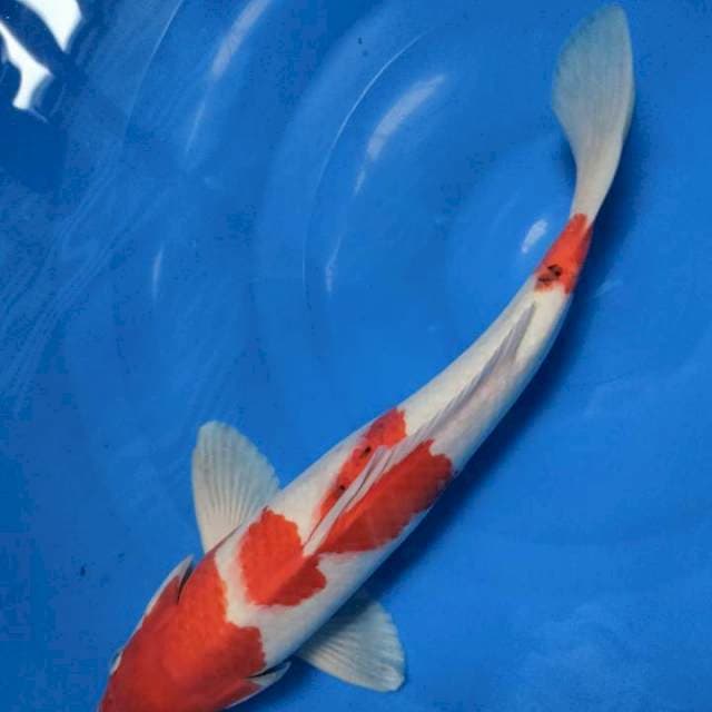 Shanke original 35 cm