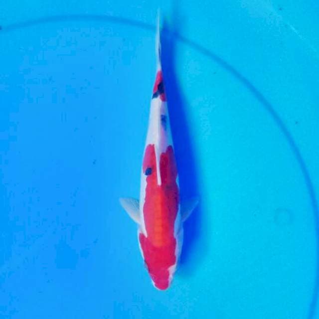 Sanke 22 cm