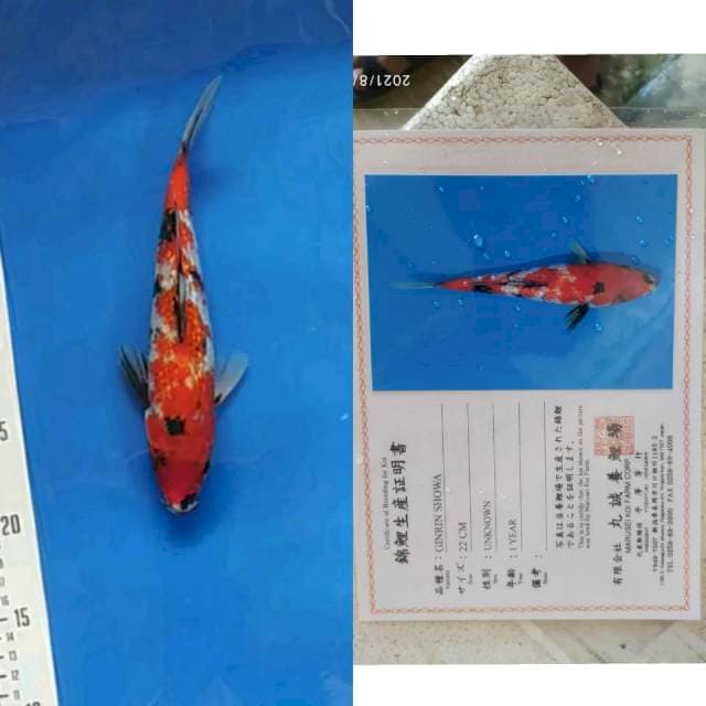 Ginrin Showa 25cm Import Marusei