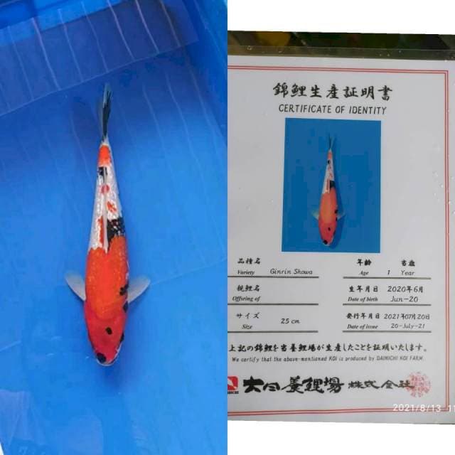 Ginrin Showa 28cm Import Dainichi