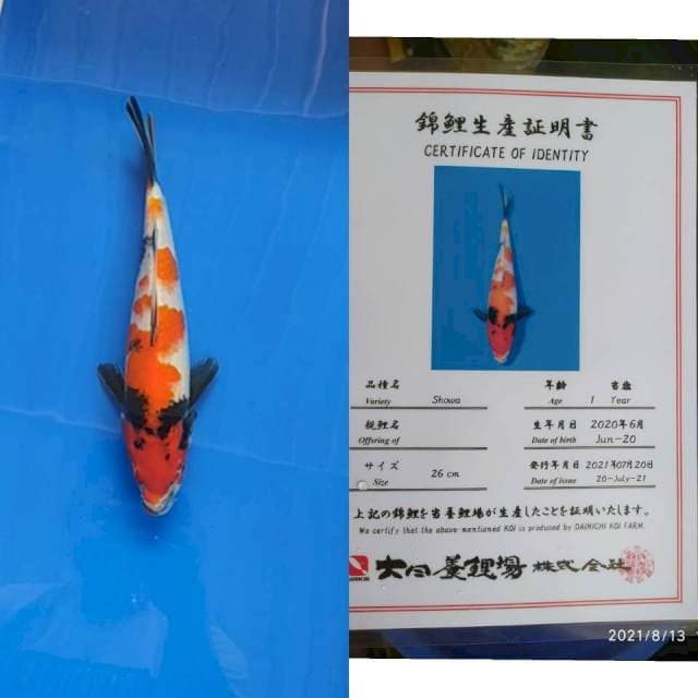 Showa 30cm Import Dainichi