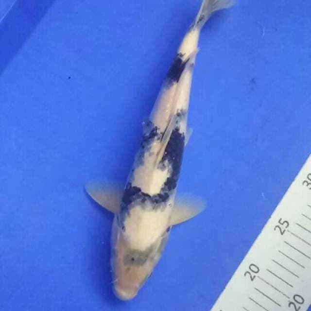 Male 33 cm