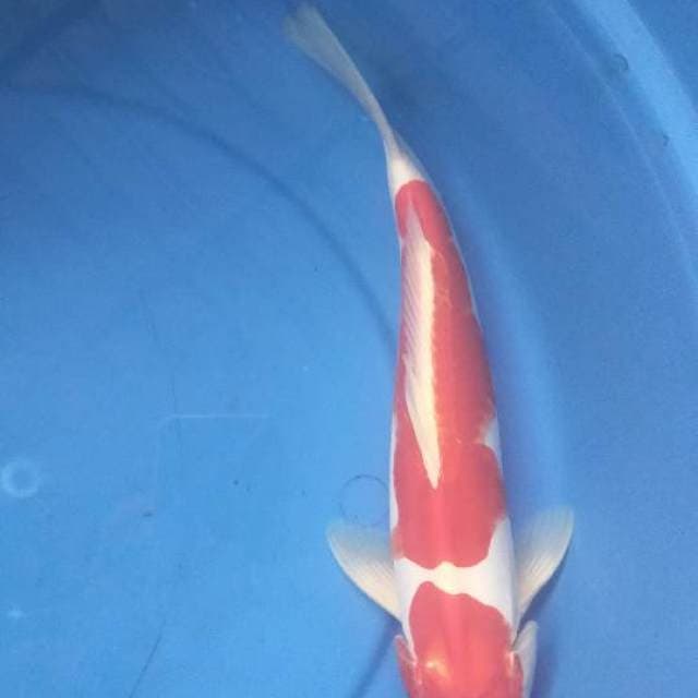 KOHAKU FAMALE 35 CM
