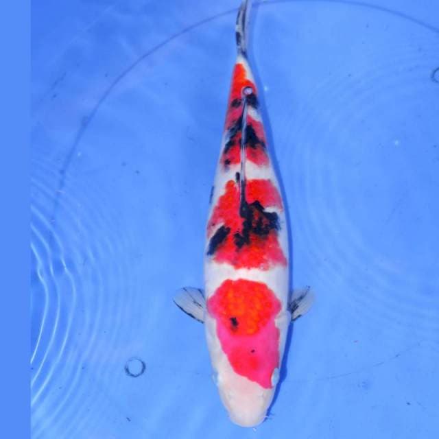 34cm SANKE