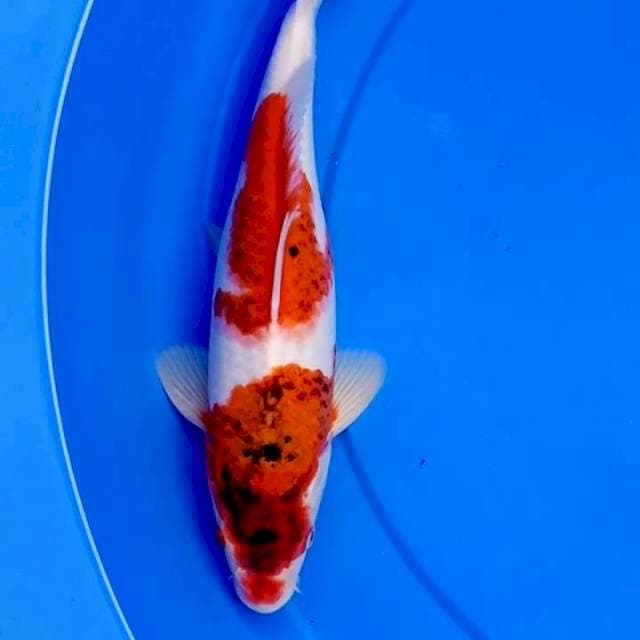 31cm KOROMO