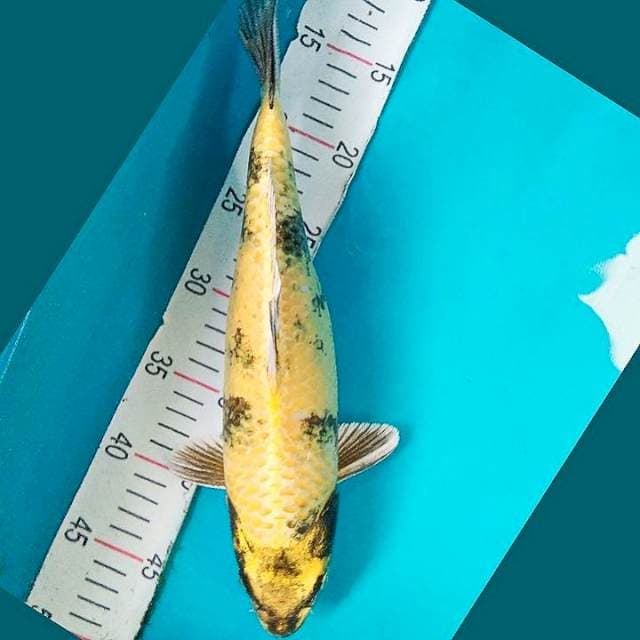 Kin Showa 33cm