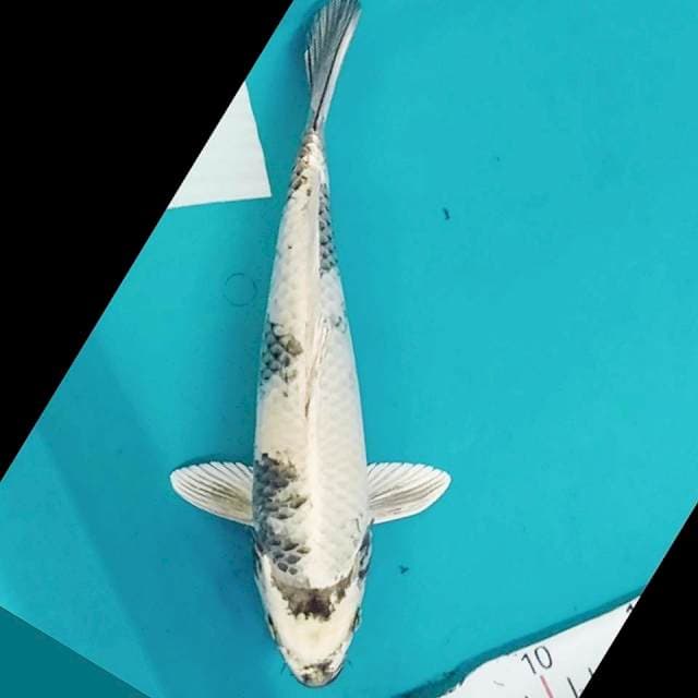 Kin shiro 29cm