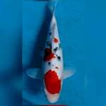 Ikan koi maruten sanke body bagus 32cm