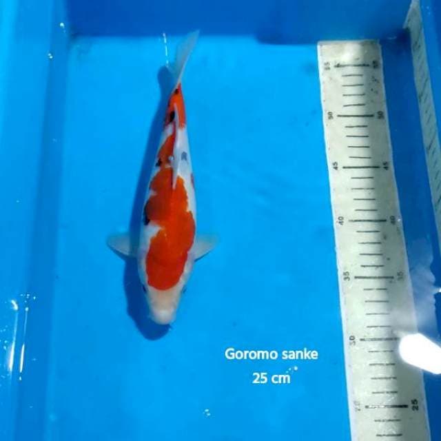 GOROMO SANKE 25 CM