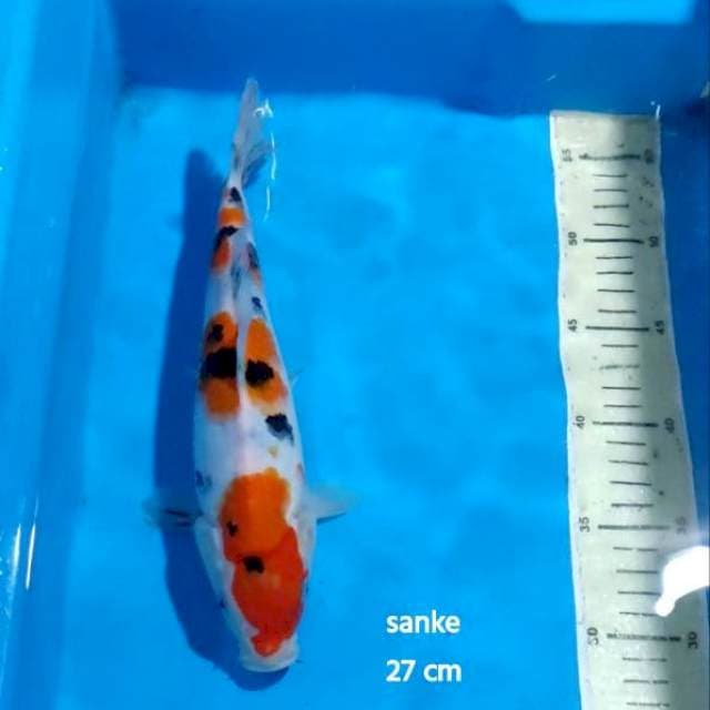 SANKE 27 CM 