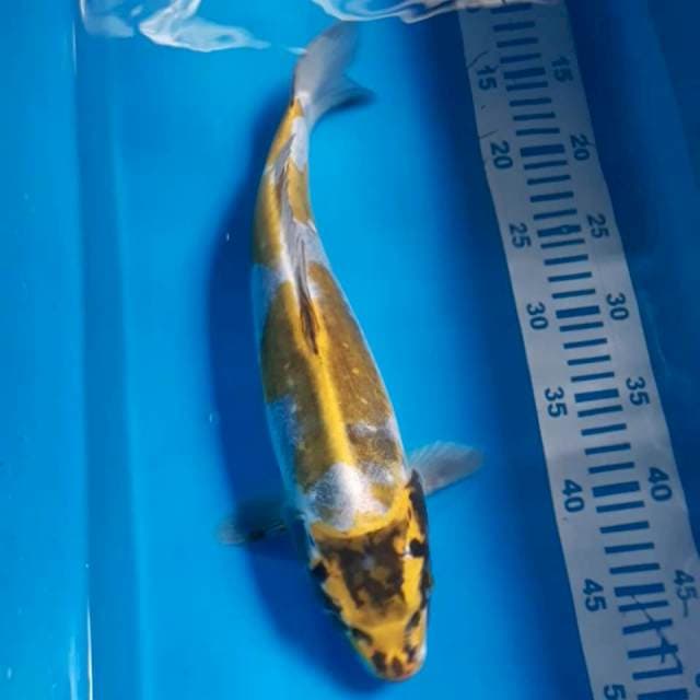 Kiko 37 cm Female