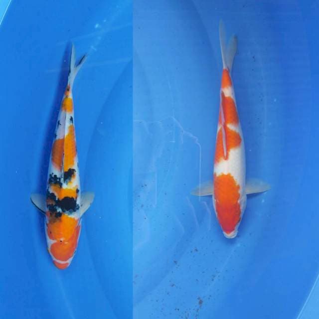 SANKE KOHAKU MIX